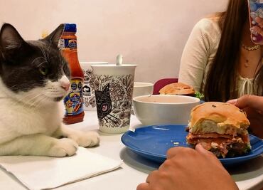Catfecito: comer entre michis y ronroneos
