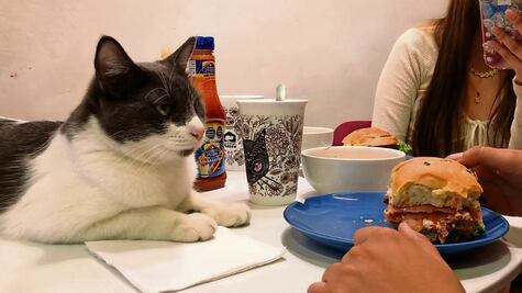 Catfecito: comer entre michis y ronroneos