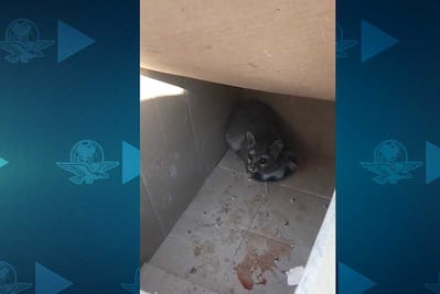 Capturan a cría de cacomixtle en calles del Centro Histórico