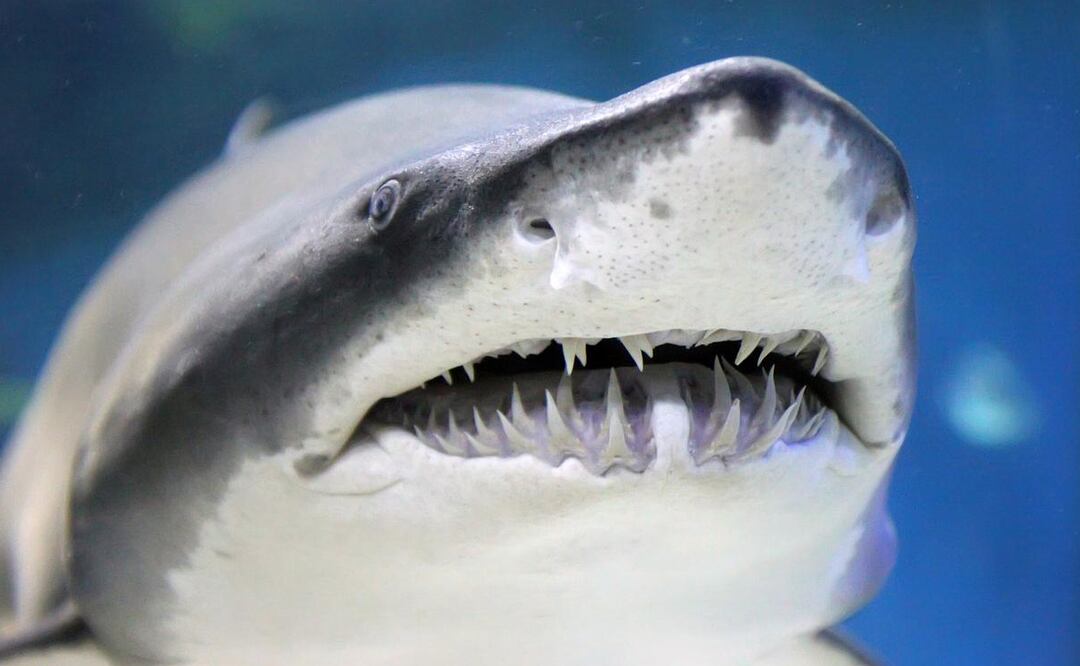 La mujer de 30 años fue mordida por un tiburón mientras navegaba en un catamarán a 278 millas al suroeste de la isla de Gran Canaria. Foto: Especial