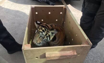 ​Aseguran cachorro de tigre de bengala en aeropuerto de Oaxaca
