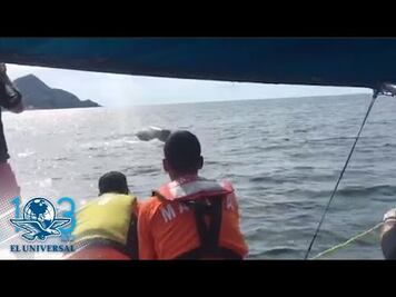 Elementos de la Marina liberan a ballena atrapada en red de pesca en Colima
