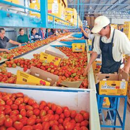 Amenaza de EU al jitomate es seria: CNA