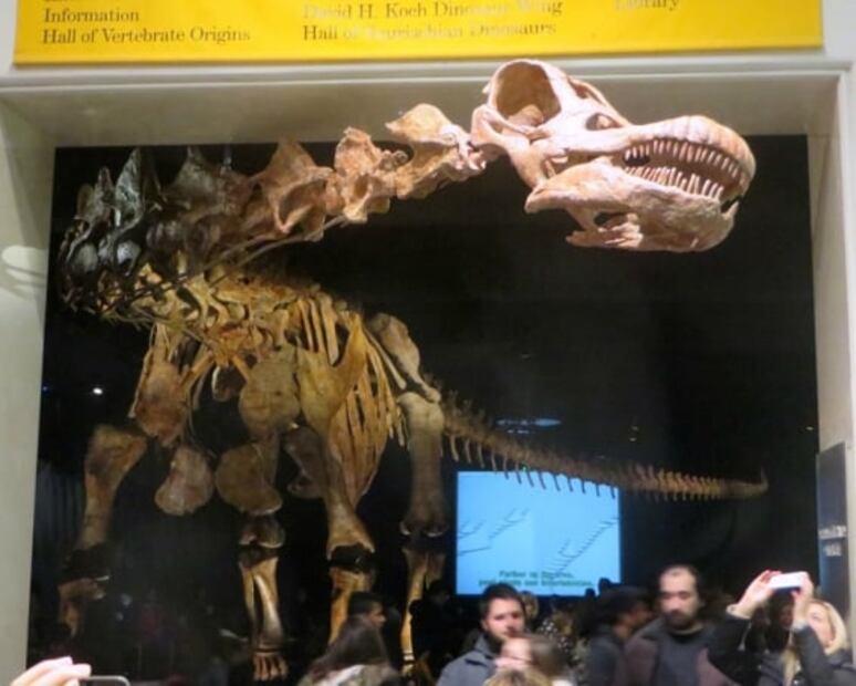 Dinosaurios en 360º, en uno de los mejores museos de Nueva York