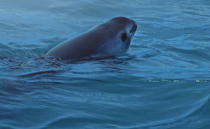 Biden amenaza con sanciones comerciales para México por la vaquita marina y la totoaba