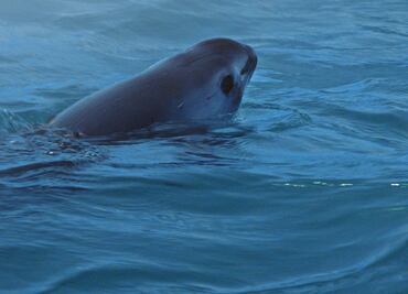 Biden amenaza con sanciones comerciales para México por la vaquita marina y la totoaba