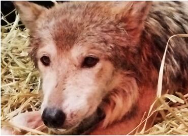 ¿Qué pasa con “Seje”, la loba mexicana de Chapultepec? Causa preocupación a visitantes