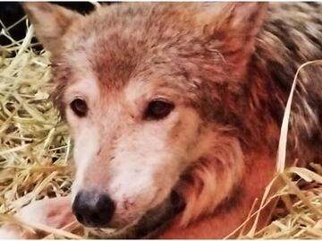 ¿Qué pasa con “Seje”, la loba mexicana de Chapultepec? Causa preocupación a visitantes