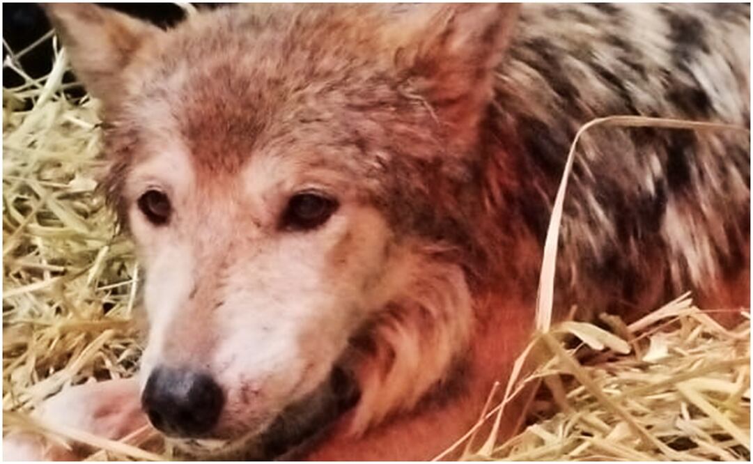 Loba mexicana de Chapultepec. Foto: Especial