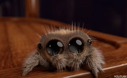 Esta adorable araña acabará con tu aracnofobia