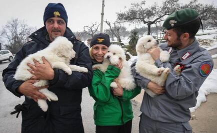 Hallan a tres perritos en hotel sepultado por avalancha en Italia
