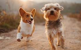 ¿Qué beneficios produce el dormir con tu perro?, aquí te contamos