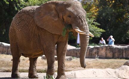 Gobierno de CDMX y Sedema respaldan fallo que protege a elefanta Ely; reafirman su compromiso con la conservación de la fauna 
