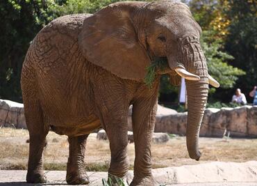 Gobierno de CDMX y Sedema respaldan fallo que protege a elefanta Ely; reafirman su compromiso con la conservación de la fauna