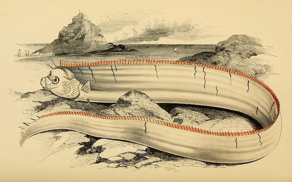 Conoce lo que significa la aparición de este pez en las costas. Foto: Ocean Conservancy