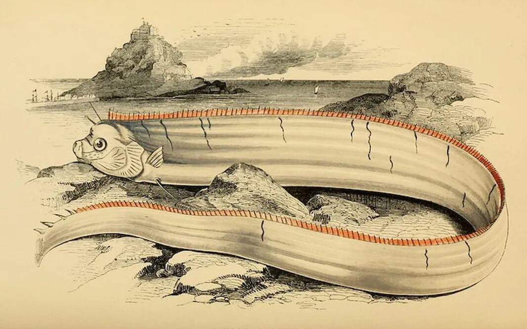 Pez remo. Foto: Ocean Conservancy