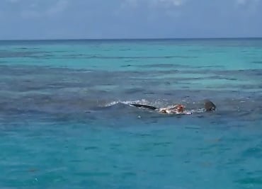 Tiburones devoran e impiden rescate de un cadáver en Isla Alacranes, Yucatán