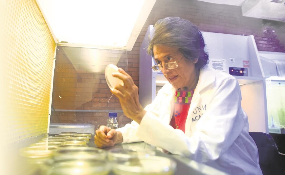 Esperanza Martínez Romero en su laboratorio del CCG-UNAM. Foto: Germán Espinosa/ EL UNIVERSAL