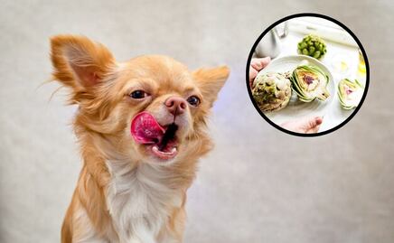 Los beneficios de que los perros coman alcachofas; etóloga responde