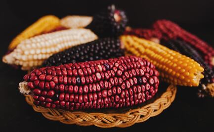 ¿Cuáles son los tipos de maíz?
