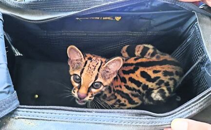 Maltrato animal, otro tipo de violencia en América Latina 