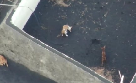 Alistan rescate con drones de perros atrapados por lava del volcán Cumbre Vieja en isla de La Palma