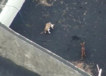Alistan rescate con drones de perros atrapados por lava del volcán Cumbre Vieja en isla de La Palma