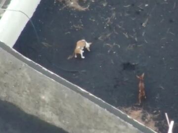 Alistan rescate con drones de perros atrapados por lava del volcán Cumbre Vieja en isla de La Palma