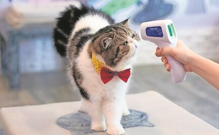 Busca Morena que animales sean sujetos de derechos...en la Constitución; pide que tengan hospitales