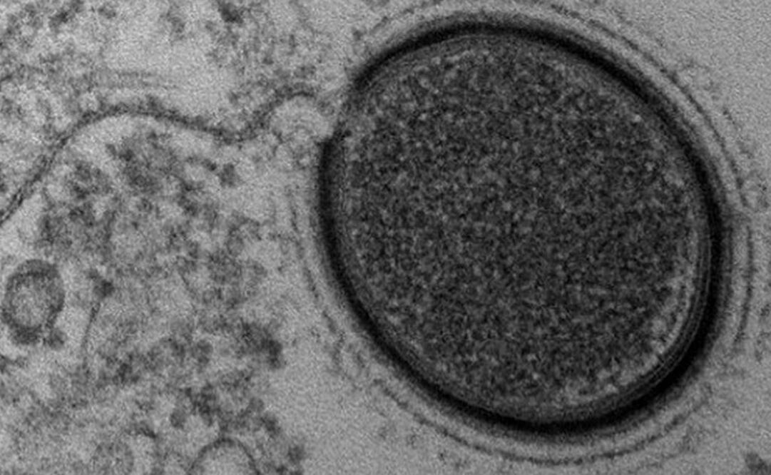 Será "despertado" para examinarlo y determinar si es un peligro. Foto: CNRS