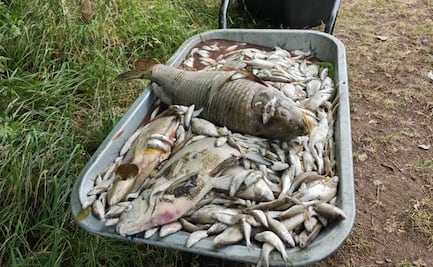 Ola extrema de calor en Europa comienza a cobrar sus primeras víctimas; mueren todos los peces de un lago en República Checa