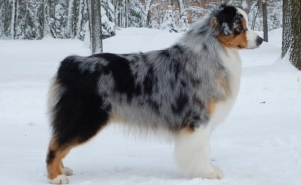 Este mapa muestra las razas de perros más populares del mundo