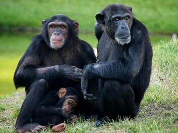 Documentan caso de canibalismo a chimpancé recién nacido