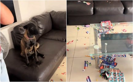 Perrito destruye álbum Panini del Mundial 2026; video se viraliza en redes
