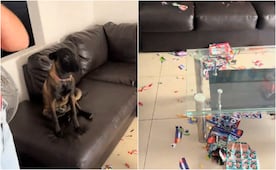 Perrito destruye álbum Panini del Mundial 2026; video se viraliza en redes