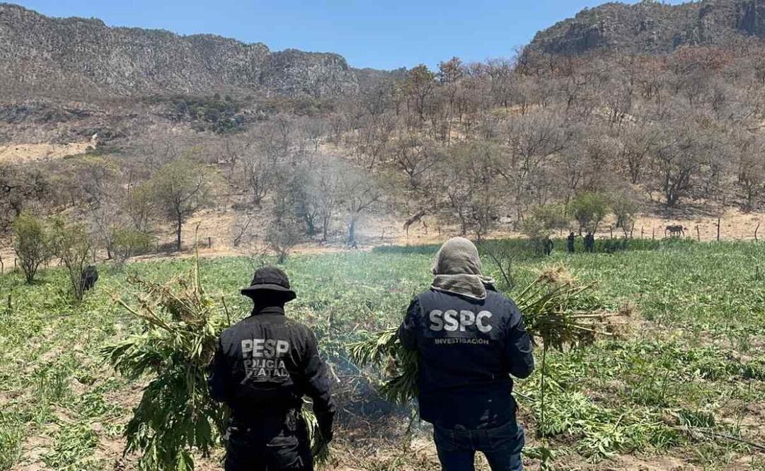Destruyen plantío de marihuana en Sonora (27/04/2025). Foto: Especial