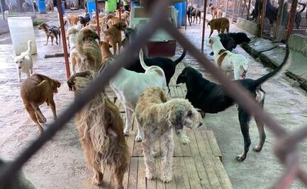 Investiga Fiscalía maltrato animal en Refugio Franciscano, en Cuajimalpa 