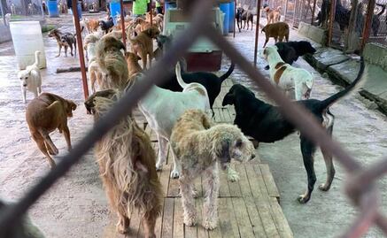 Investiga Fiscalía maltrato animal en Refugio Franciscano, en Cuajimalpa