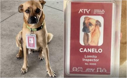 Perrito se pierde por tres semanas y reaparece como inspector en terminal de autobuses en Yucatán