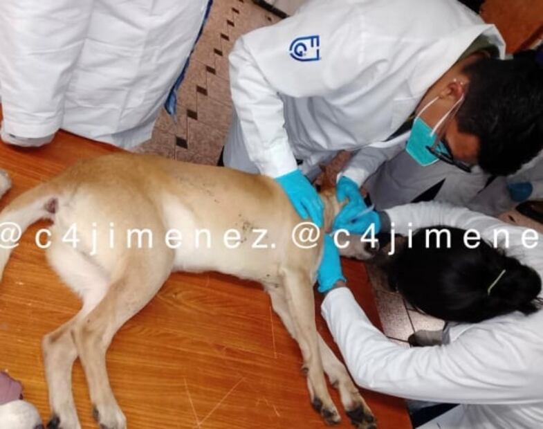 Peritos analizan si niño de seis años murió por mordidas de perros en la Miguel Hidalgo