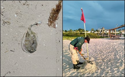 En plena temporada vacacional, reportan seis ataques de mantarrayas en puerto Progreso