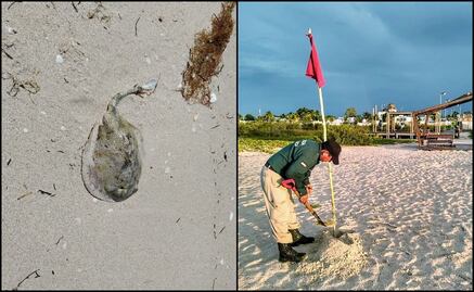 En plena temporada vacacional, reportan seis ataques de mantarrayas en puerto Progreso