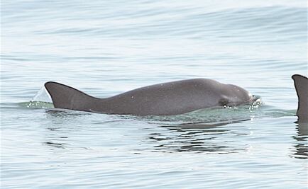 Con monitoreo satelital protege Conapesca a vaquita marina