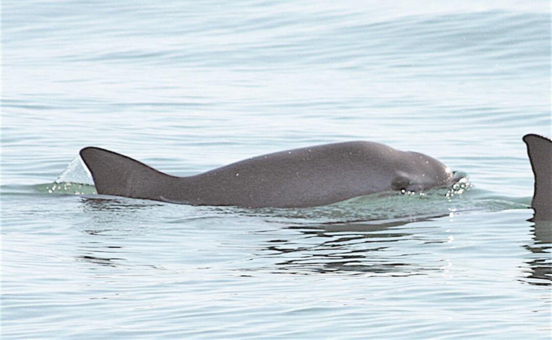 Vaquita marina. Foto: Archivo/EL UNIVERSAL