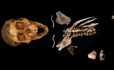 Ancestros caminaban erguidos hace 3.3 millones de años