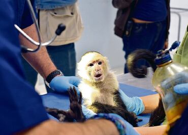 Mejora y gana peso mono capuchino de Reforma