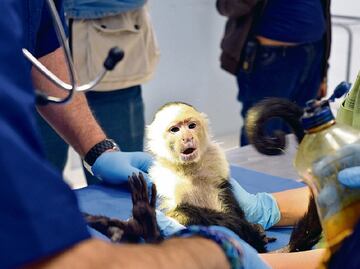 Mejora y gana peso mono capuchino de Reforma