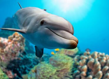 Los delfines reconocen a sus pares a través de la orina: estudio