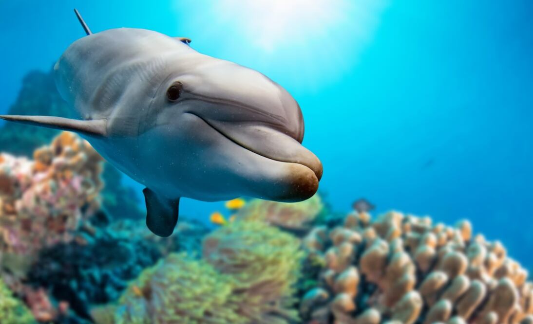 Un delfín observa al lente de la cámara. Foto: Andrea Izotti, Archivo El Universal 