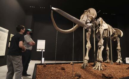 ¡Conoce a "Pacha"! La osamenta de mamut hallada en Ecatepec